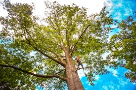 Best Tree Removal  in Chino Valley, AZ