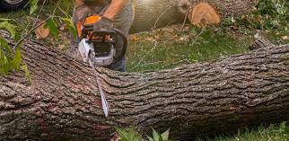 Best Hazardous Tree Removal  in Chino Valley, AZ