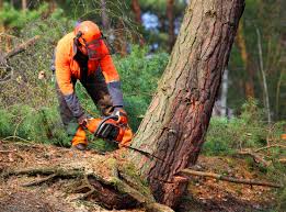 Best Utility Line Clearance  in Chino Valley, AZ