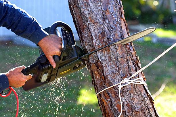 Best Fruit Tree Pruning  in Chino Valley, AZ