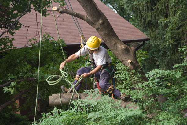 Best Tree Cabling and Bracing  in Chino Valley, AZ