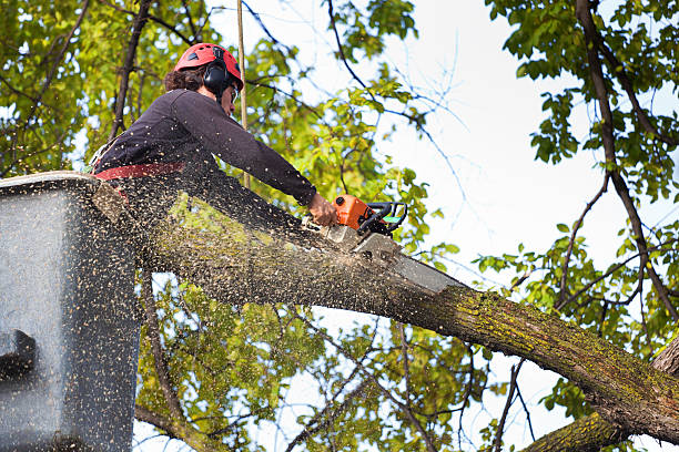 Best Tree Disease Treatment  in Chino Valley, AZ