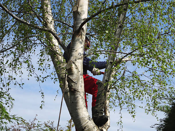  Chino Valley, AZ Tree Services Pros