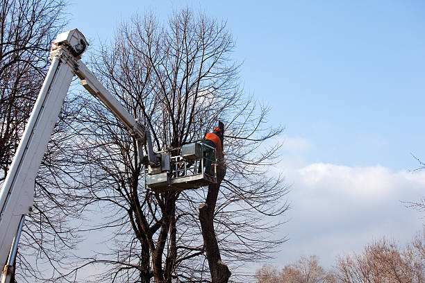 Best Commercial Tree Services  in Chino Valley, AZ