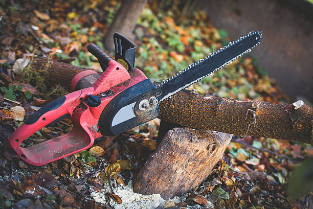 How Our Tree Care Process Works  in  Chino Valley, AZ