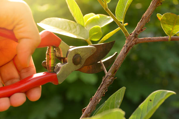 Best Arborist Consultation Services  in Chino Valley, AZ