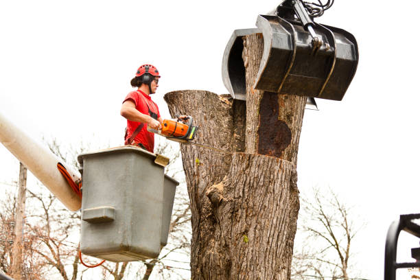 Best Fruit Tree Pruning  in Chino Valley, AZ